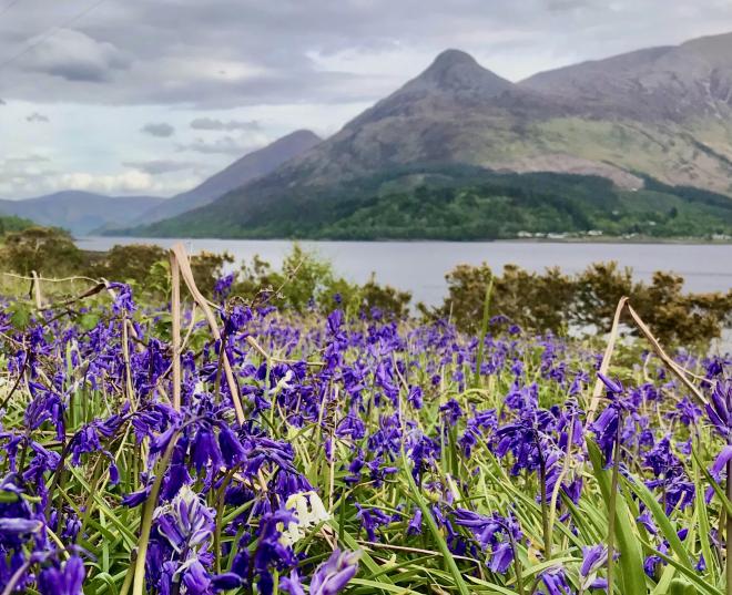Bluebells on the shores of Loch leven